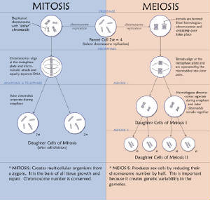 mitosis-meiosis.jpg